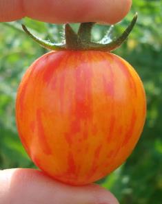 Tomato: Sunrise Bumblebee