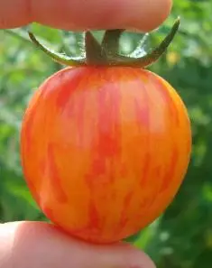 Tomato: Sunrise Bumblebee