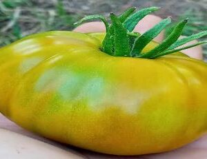 Tomato: Thorburn’s Terracotta