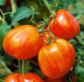 Tomato: Tigerella