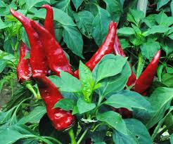 Chilli pepper: Paprika