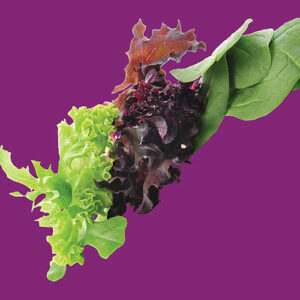 Lettuce: Gourmet Salad Blend