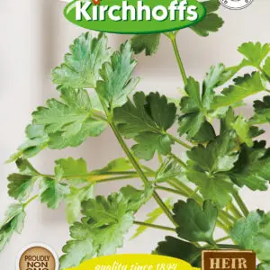 Flat-leaf (Italian plain) parsley