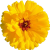 calendula-daisy-600x600