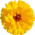 calendula-daisy-600x600